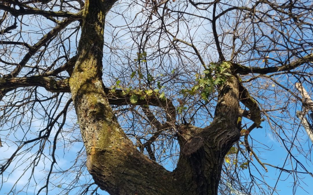 Stellenbosch Oaks and the Fusarium Dieback-Polyphagous Shot Hole Borer Disease Complex: An Integrated Care Response Strategy