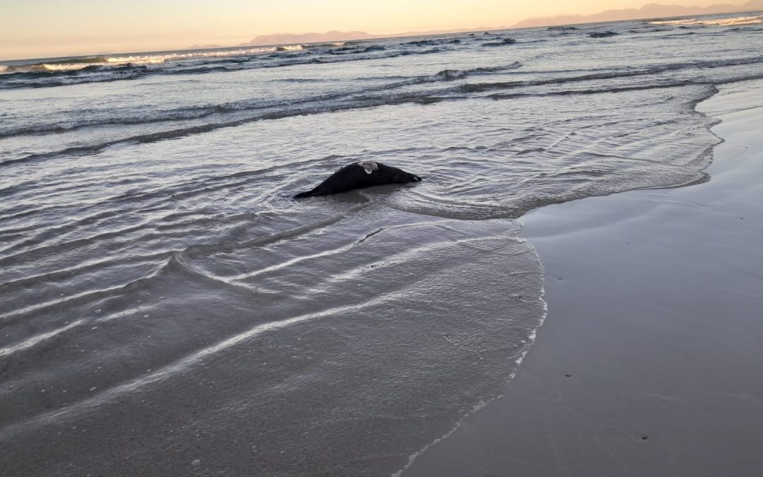 The Marine Environment as an Extension of the Mammalian Immune System: Cape Town to Antarctica