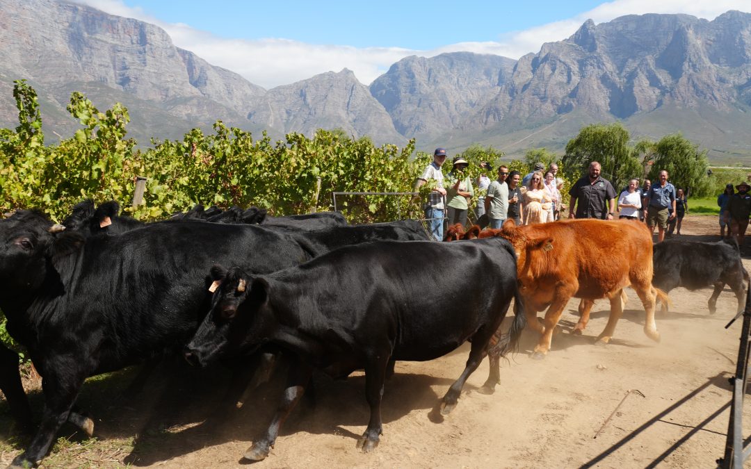 Return on Ecology’s ‘Farm & Veld’ Days: The Gritty Practicalities of Inviting Ecology into Farming 