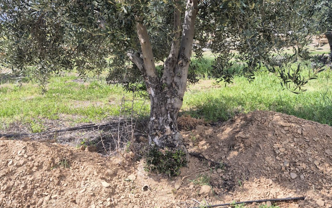 Climbing into the Soil Profile of Local Olive Trees