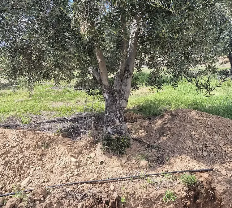 Climbing into the Soil Profile of Local Olive Trees