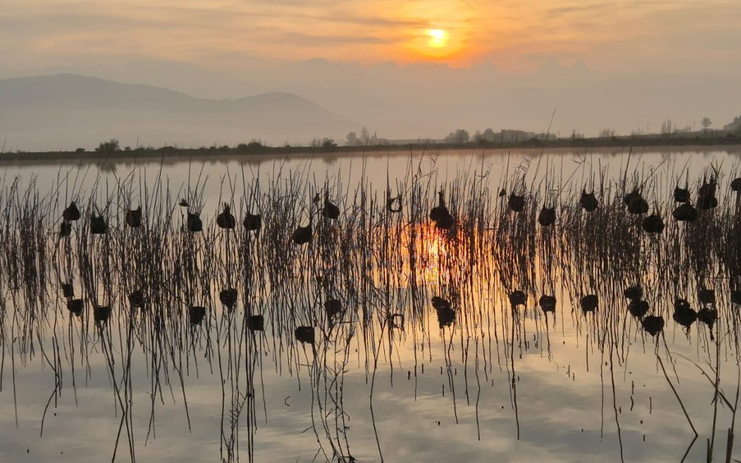 Who We Are: The Art and sound of return on Ecology
